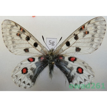 Parnassius epaphus subsp. beiki Bryk & Eisner, 1932 China5g